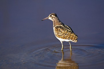 Sandpiper standing in Water, Masai Mara Park in Kenya