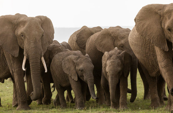 Herd of elephants roams freely