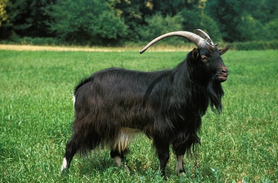 Poitevine Goat, a French Domestic Goat Breed, Billy goat
