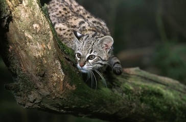 Geoffroy's Cat, oncifelis geoffroyi, Adult