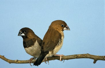 African Silverbill, lonchura cantans, Pair standing on Branch