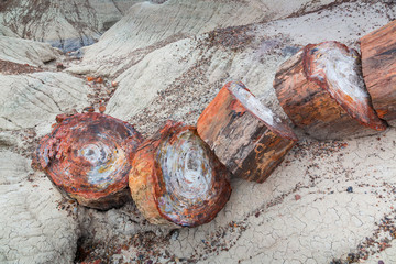 Petrified wood, Petrified Forest National Park, Arizona, USA, America