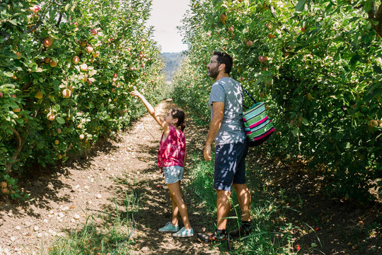 Father and Daughter Picking Apples