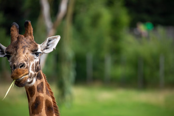 Giraffe, Giraffa camelopardalis, facial detail portrait.