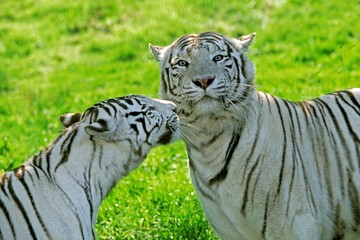 Fototapeta na wymiar White Tiger, panthera tigris, Adults