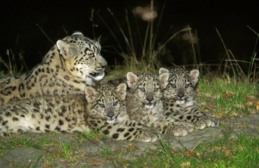 Snow Leopard or Ounce, uncia uncia, Mother with Cub