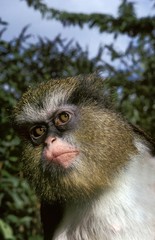 Crowned Mona Monkey, cercopithecus pogonias, Portrait of Adult