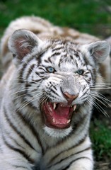 White Tiger, panthera tigris, Cub snarling