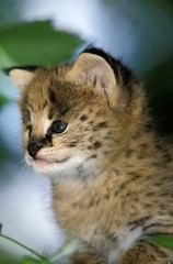 Serval, leptailurus serval, Cub