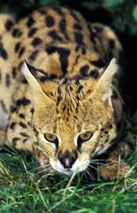Serval, leptailurus serval, Adult