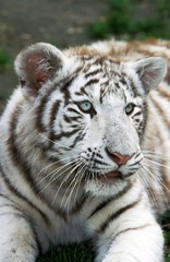 Fototapeta na wymiar White Tiger, panthera tigris, Cub