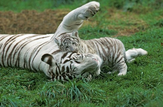 White Tiger, panthera tigris, Mother playing with Cub