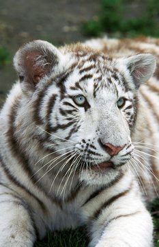 White Tiger, panthera tigris, Cub