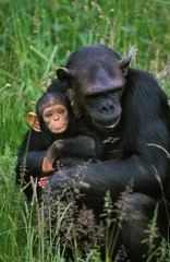 Chimpanzee, pan troglodytes, Mother with Young