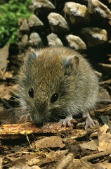 Bank Vole, clethrionomys glareolus, Adult