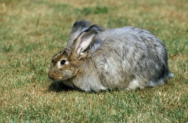 Angora Rabbit standing on Grass