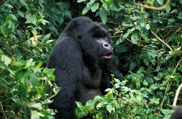 Mountain Gorilla, gorilla gorilla beringei, Silver Back Male, Virunga Park in Rwanda