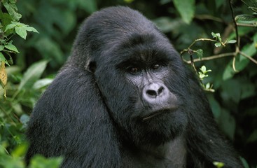 Fototapeta premium Mountain Gorilla, gorilla gorilla beringei, Portrait of Male, Virunga Park in Rwanda
