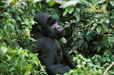 Mountain Gorilla, gorilla gorilla beringei, Silver Back Male, Virunga Park in Rwanda