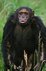 Chimpanzee, pan troglodytes, Adult standing on Long Grass