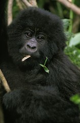 Mountain Gorilla, gorilla gorilla beringei, Portrait of Young, Virunga Park in Rwanda
