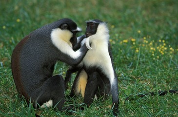 Fototapeta premium Diana Monkey, cercopithecus diana, Adults Grooming