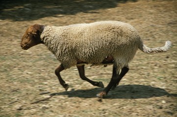 Solognot Domestic Sheep, French Breed