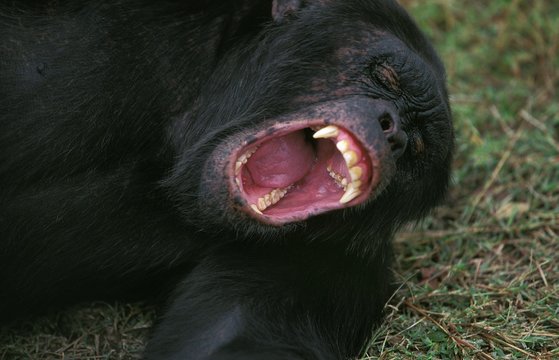 Chimpanzee, Pan Troglodytes, Adult Laying Down, Yawning