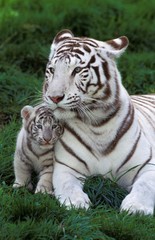 Fototapeta na wymiar White Tiger, panthera tigris, Mother with Cub