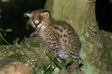 Serval, leptailurus serval, Cub calling