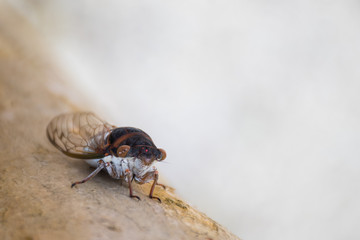 A cicada chilling out on a tree