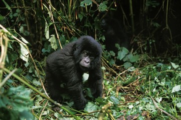 Mountain Gorilla, gorilla gorilla beringei, Young, Virunga Park in Rwanda