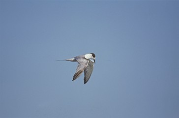 Common Tern, sterna hirundo, Adult in Flight, Bird in Winter Plumage, Namibia