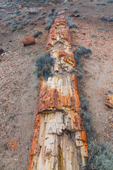 Petrified wood, Petrified Forest National Park, Arizona, USA, America