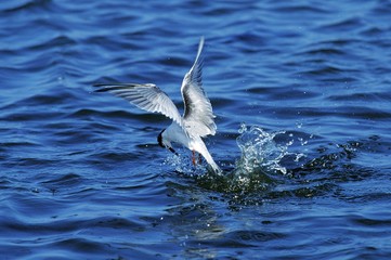 Common Tern, sterna hirundo, Adult in Flight, Bird in Winter Plumage, Fishing, Namibia