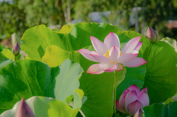 Lotus flower blooming in summer pond with green leaves as background.
