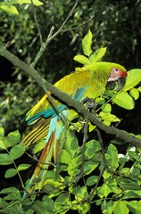 Great Green Macaw or Buffon's Macaw, ara ambigua, Adult standing on Branch © slowmotiongli