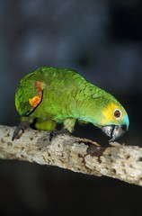 Blue-Fronted Amazon Parrot or Turquoise-Fronted Amazon Parrot, amazona aestiva, Adult standing on Branch, Pantanal in Brazil