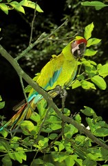 Great Green Macaw or Buffon's Macaw, ara ambigua, Adult standing on Branch © slowmotiongli
