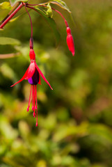 Fuchsia flower hanging in front of a blurred foliage background