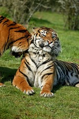 Naklejka na ściany i meble Sumatran Tiger, panthera tigris sumatrae, Adults