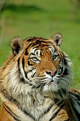 Sumatran Tiger, panthera tigris sumatrae, Portrait of Adult