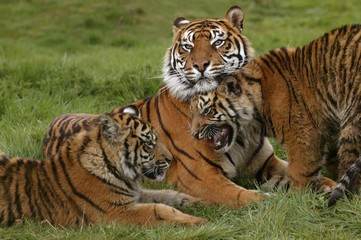 Naklejka na ściany i meble Sumatran Tiger, panthera tigris sumatrae, Mother with Cub