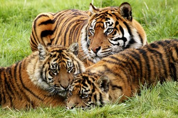 Fototapeta na wymiar Sumatran Tiger, panthera tigris sumatrae, Mother with Cub