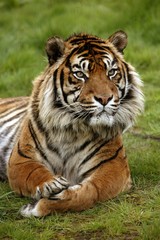 Naklejka na ściany i meble Sumatran Tiger, panthera tigris sumatrae, Portrait of Adult