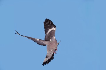 Obraz premium Wood Pigeon, columba palumbus, Adult in Flight against blue Sky, Normandy