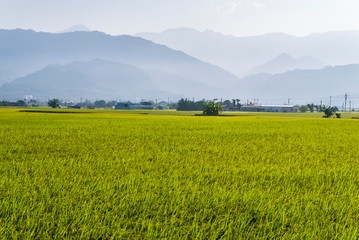 Ripe crop field with mountains background under blue sky, Taiwan eastern.
