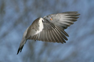 Wood Pigeon, columba palumbus, Adult in Flight, Normandy