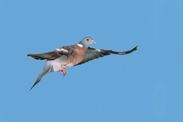 Wood Pigeon, columba palumbus, Adult in Flight against blue Sky, Normandy