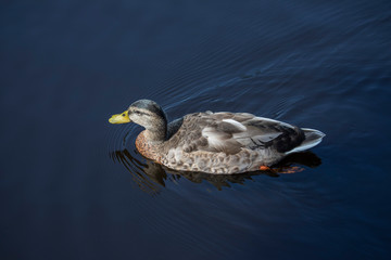 mallard duck, Anas platyrhynchos, looking down on while swimming in river.